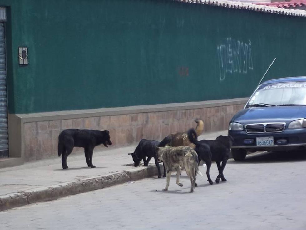 Reportan el primer caso de rabia canina en la ciudad