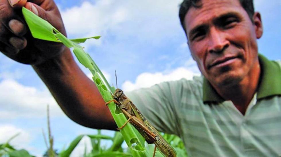 Cochabamba: la plaga de langostas invade Arani