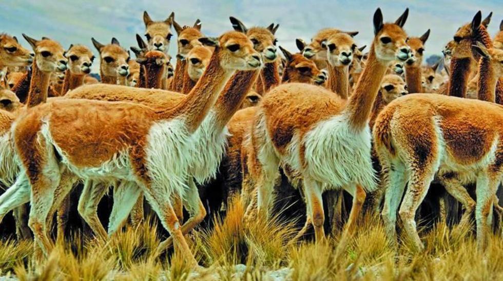 El Sernap reporta que subió la población de vicuñas en Bolivia