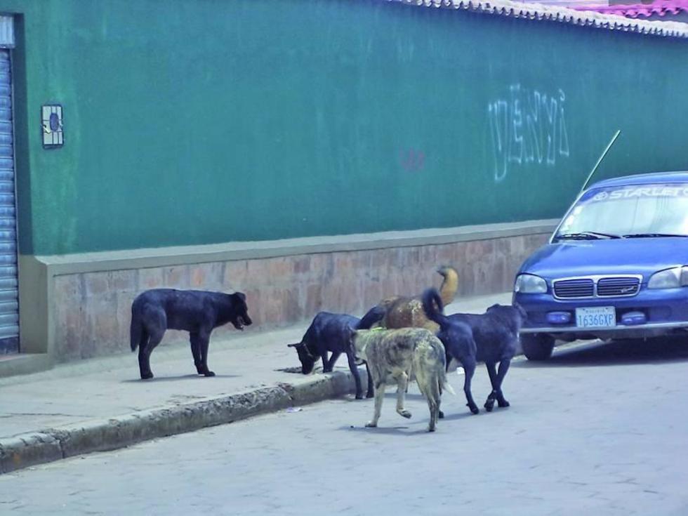 Reportan el tercer caso de rabia canina en Potosí