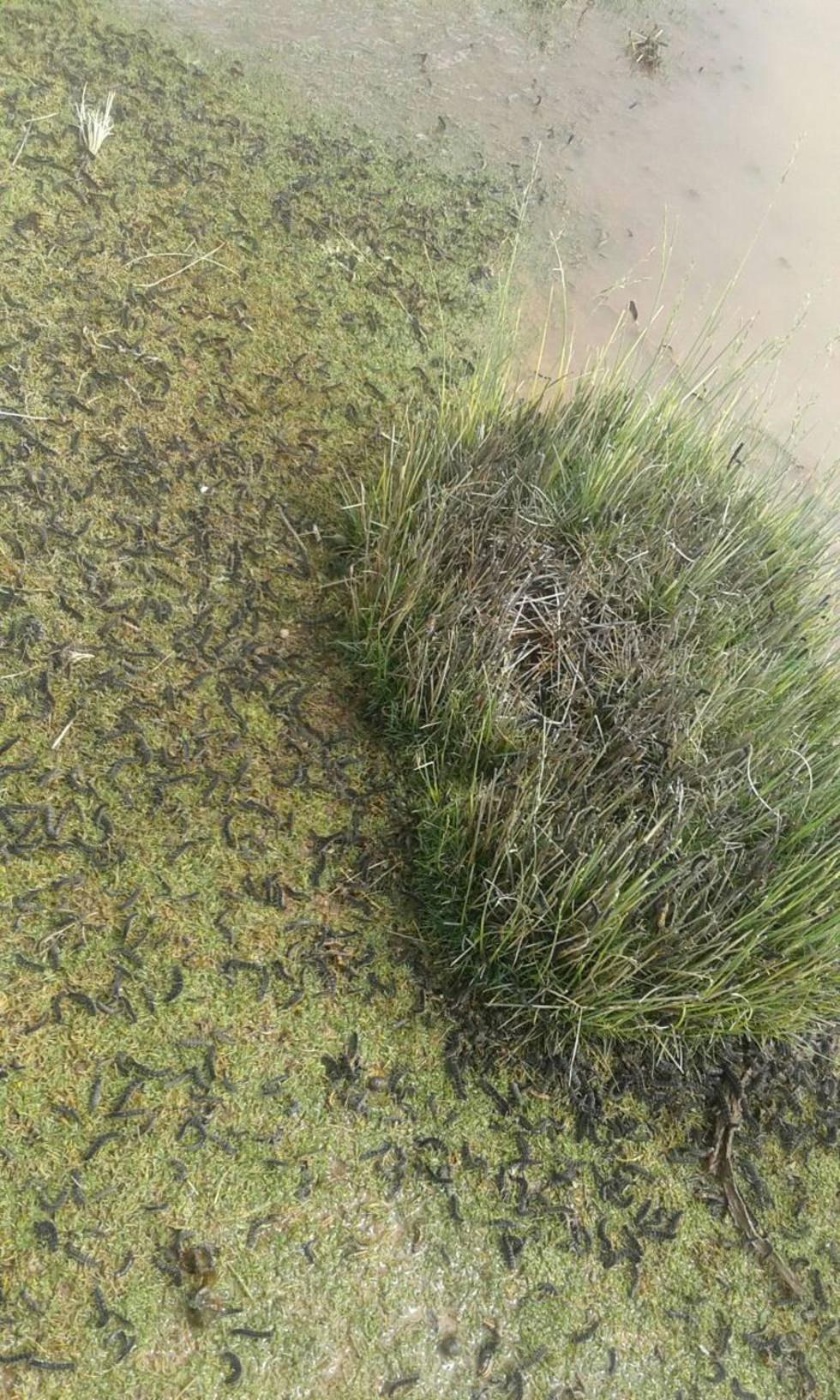 Plaga de gusanos devora los cultivos de quinua 