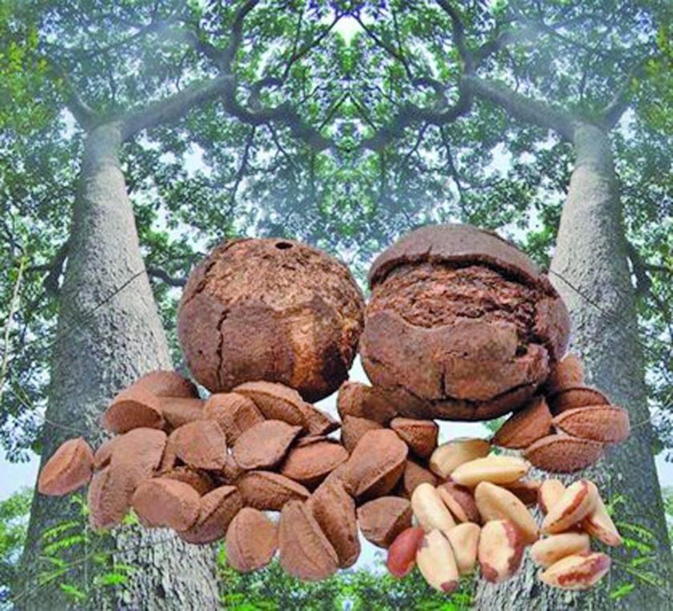 Calculan que cosecha de castaña se redujo 40 %