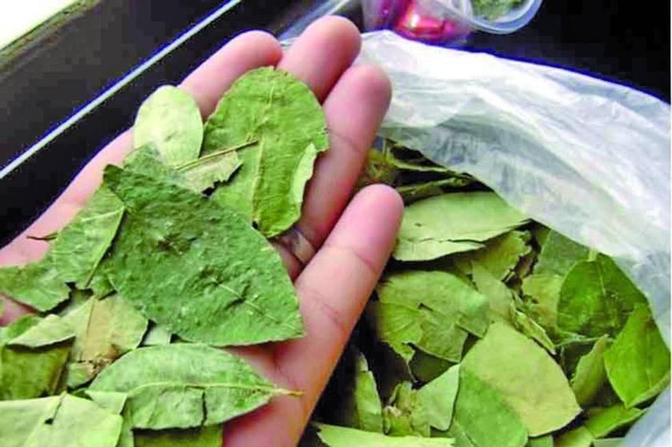 Unida Demócrata pide al TCP derogar tres artículos de la ley de coca