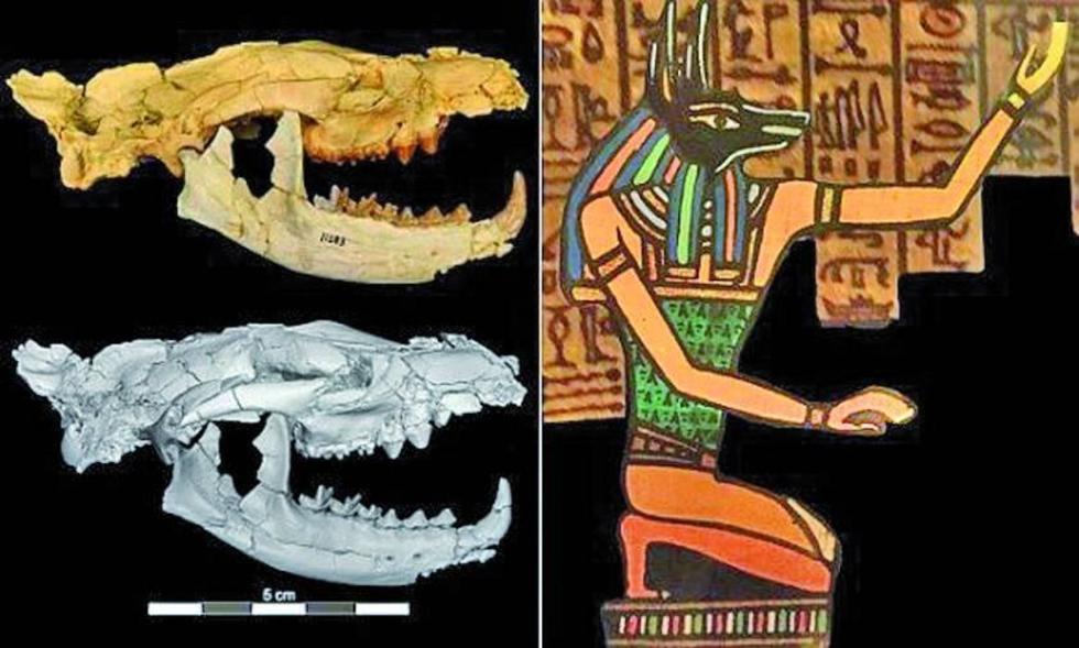 Encuentran nueva especie de un mamífero carnívoro