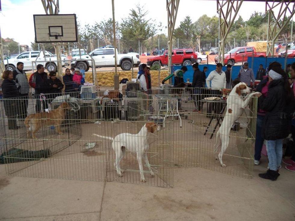 Exhiben variedad de razas de canes