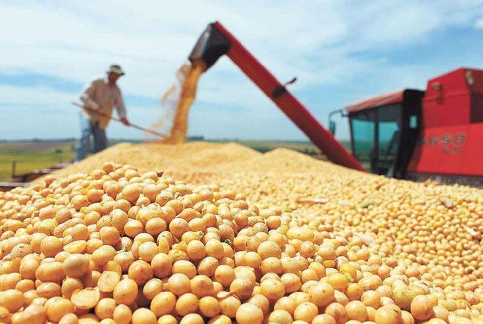 Productores prevén menor producción de soya este año