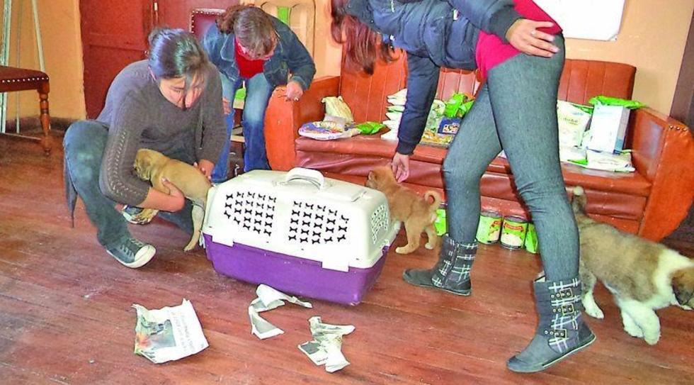 Fedjuve rechaza ley de tenencia de animales y Concejo la avala