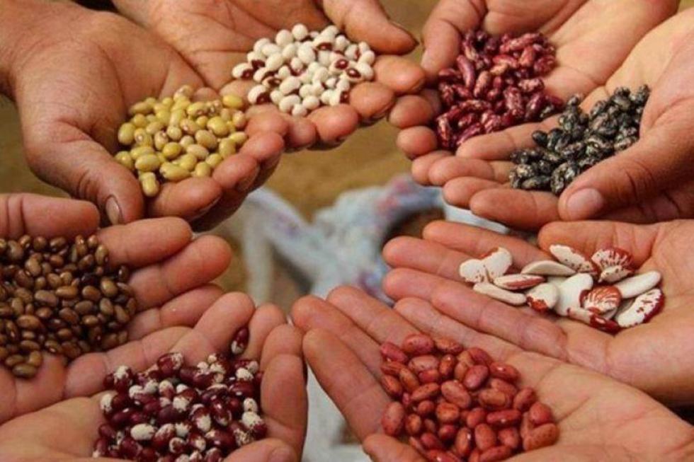 Iniaf prevé certificar este año 125 mil toneladas de semillas