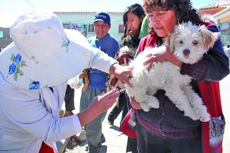 Vacunarán a los perros que viven en las calles