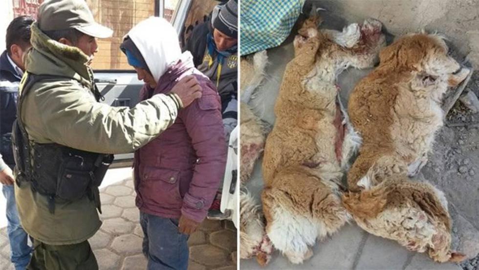 Envían preventivamente a prisión a cazadores furtivos que mataron a vicuñas