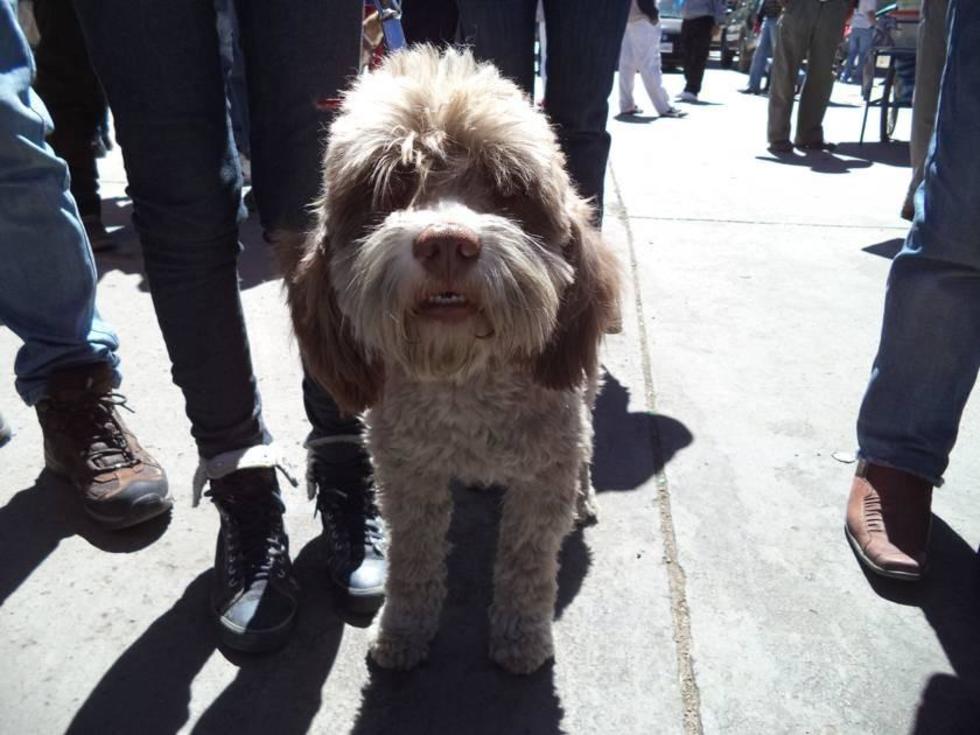 Piden mantener a perros en las casas