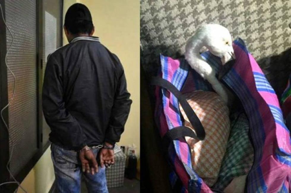 La Policía aprehende a un presunto traficante de flamencos rosados 