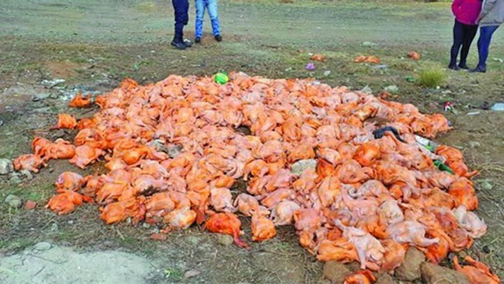 Tiran en vía pública 500 kilos de pollo en descomposición
