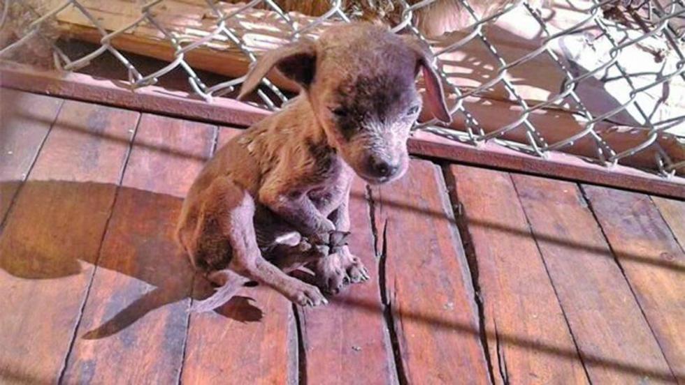 Ocho perros vivían en condiciones deplorables