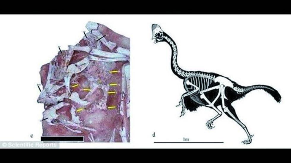 Encuentran nueva especie de un dinosaurio en China