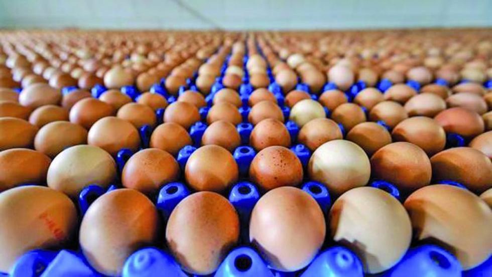 Dinamarca confirma venta de huevos contaminados