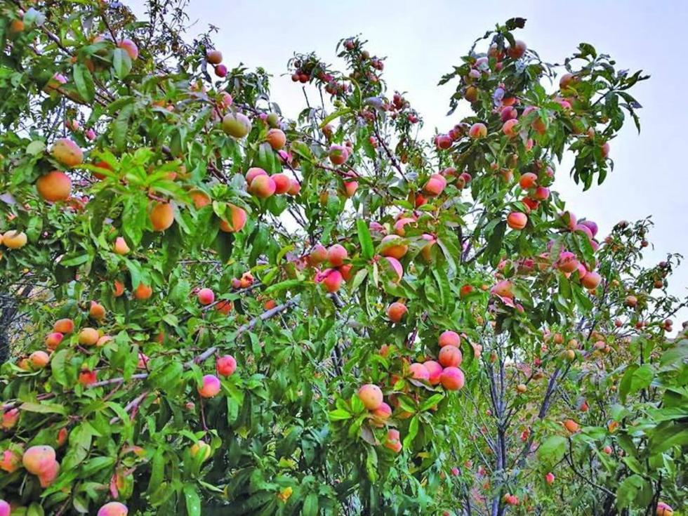 Presentan proyecto para la producción de dos frutas