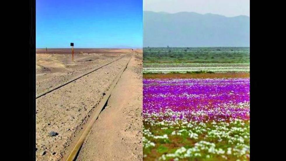 El desierto de Atacama se  cubre de flores y vegetación