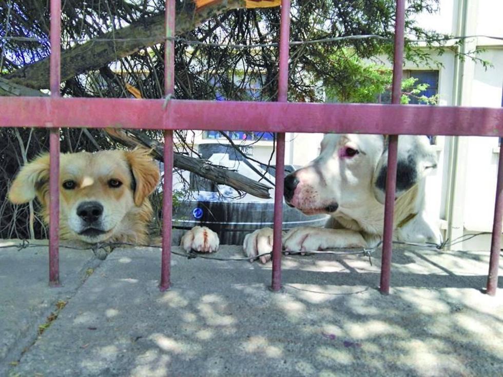 Socializan sobre tenencia responsable de perros