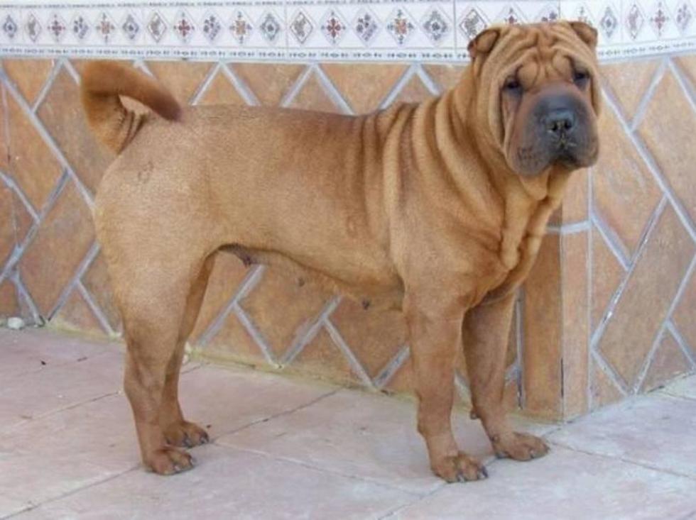 Un grupo de 18 abogados defiende a un perro que iba a ser sacrificado
