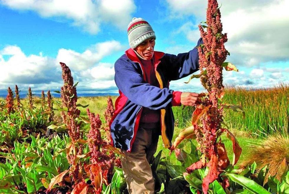Destacan importancia nutritiva de la quinua