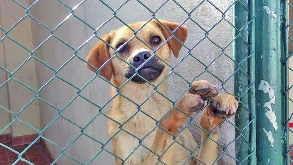 Solo cinco de 30 perros volvieron con sus dueños
