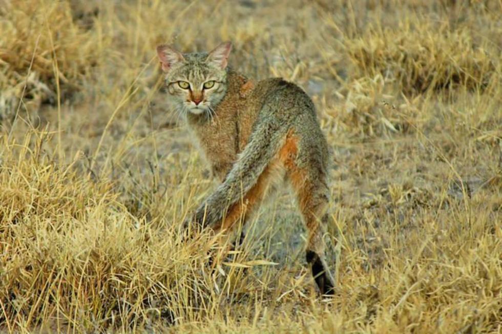 Hallan gato salvaje casi extinguido