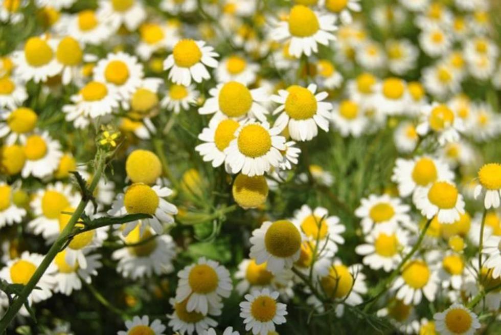 Exponen beneficios de medicina natural 