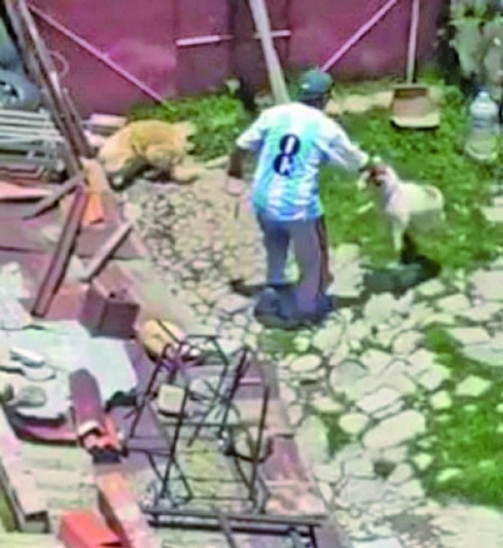 Video revela nuevo caso de maltrato de dos perros