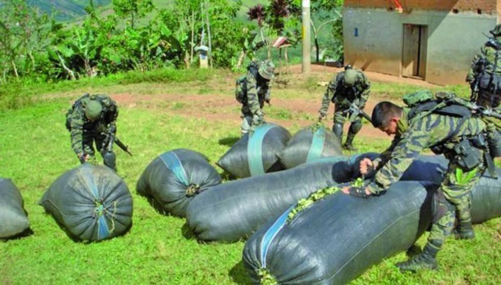 Gobierno: 6 mil toneladas de coca excedentaria van al narcotráfico