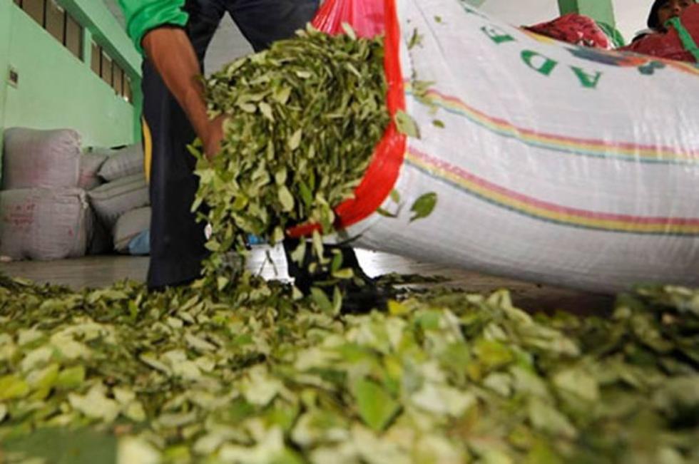 El TCP declara legal los artículos que suben los cultivos de hoja de coca