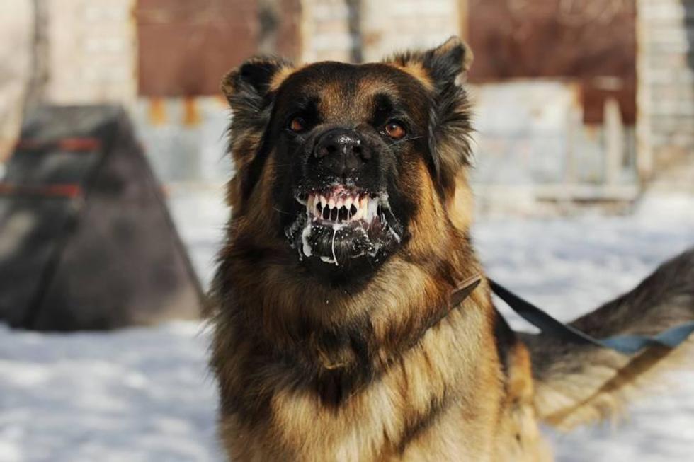Hay, al menos, 25 mil personas en el país mordidas por perros 