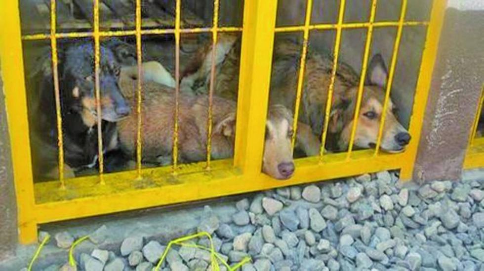 Rescatan a 36 perros víctimas de maltrato de un domicilio en La Paz