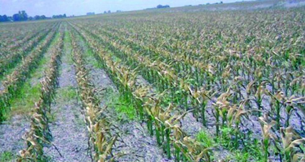 Dan a Potosí Bs 24.5 millones para atender cultivos dañados