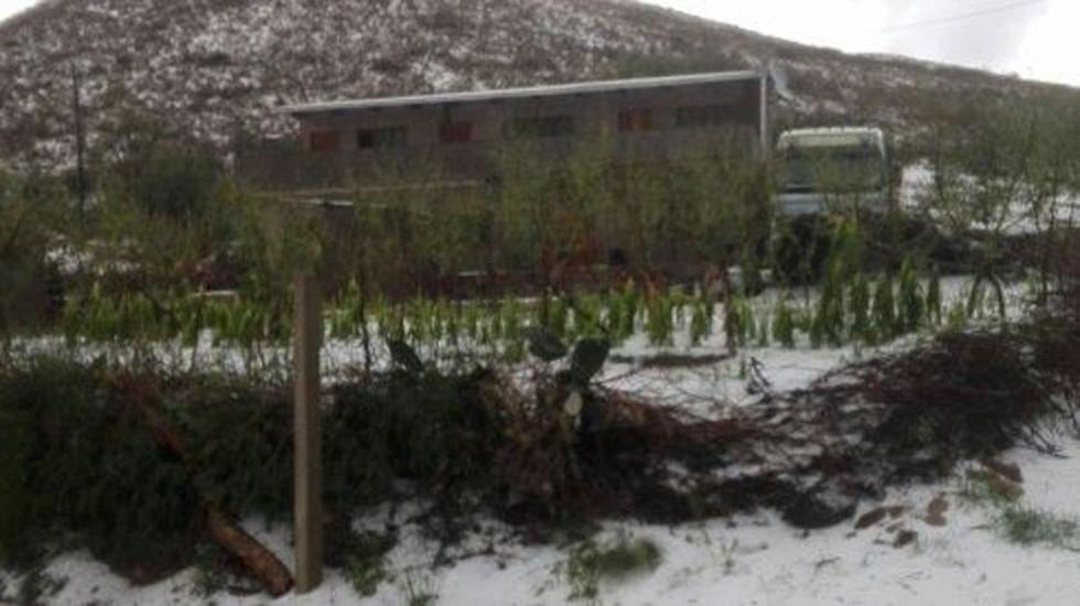 Granizada destruye cultivos de durazno en una comunidad