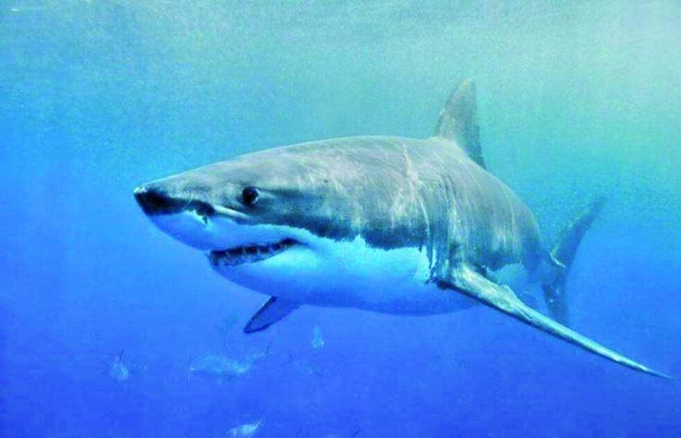 La tiburón “Miss Costa”  “relata” su paso por Florida