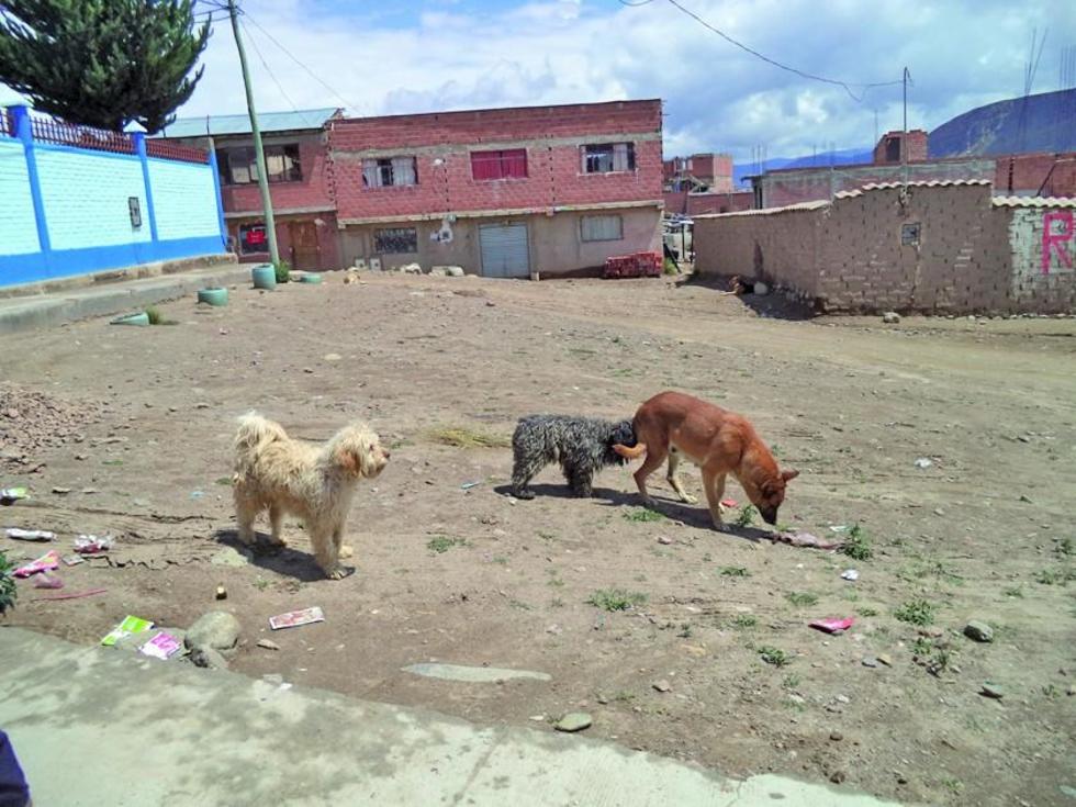 Reportan primer caso de rabia canina en la ciudad de Potosí