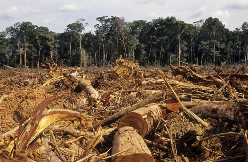 Bolivia, uno de los que más deforesta