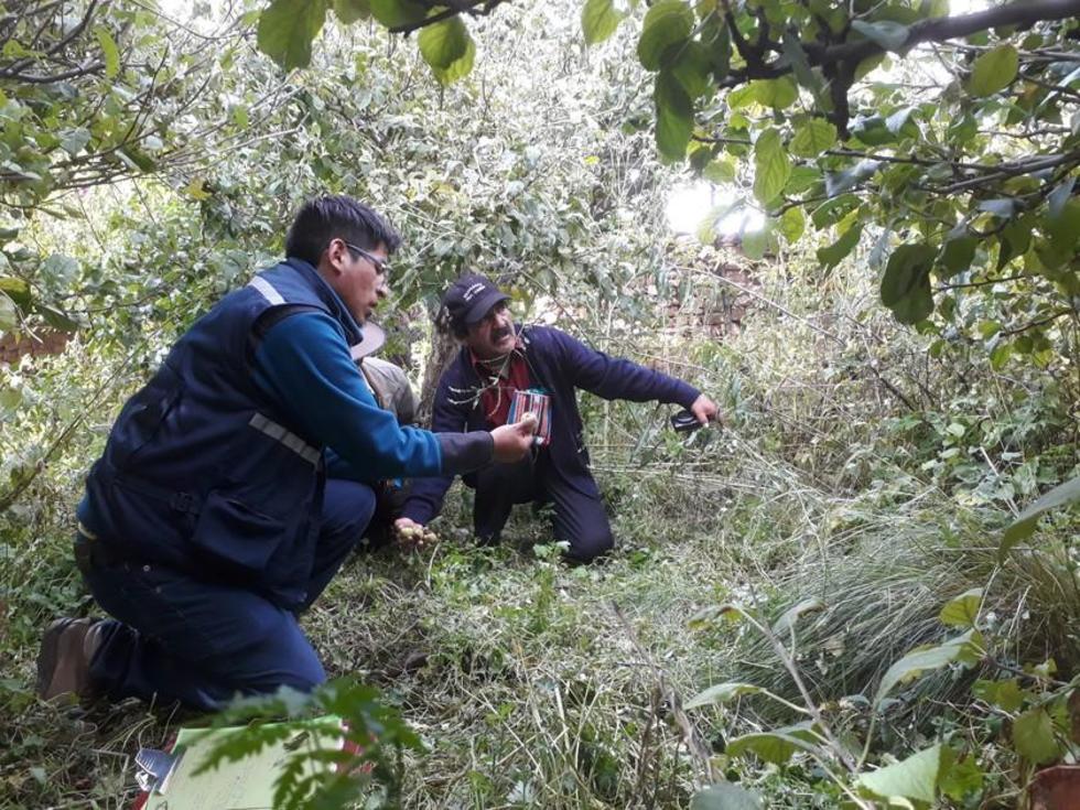 Granizo arrasa con los cultivos agrícolas en la comunidad El Molino