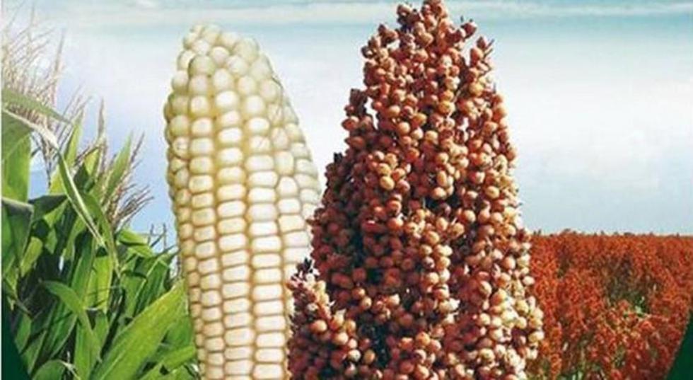 Productores de sorgo y maíz se suman al proyecto etanol