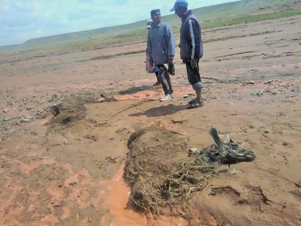 Reportan destrucción de cultivos de quinua y la muerte de llamas