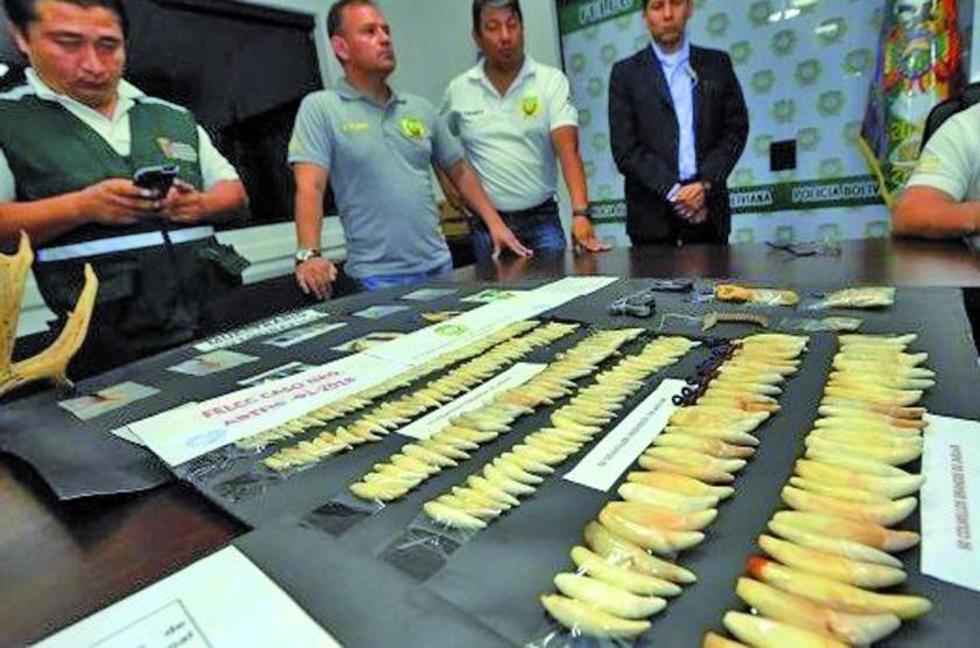 Envían a prisión a dos asiáticos por tráfico ilegal de vida silvestre
