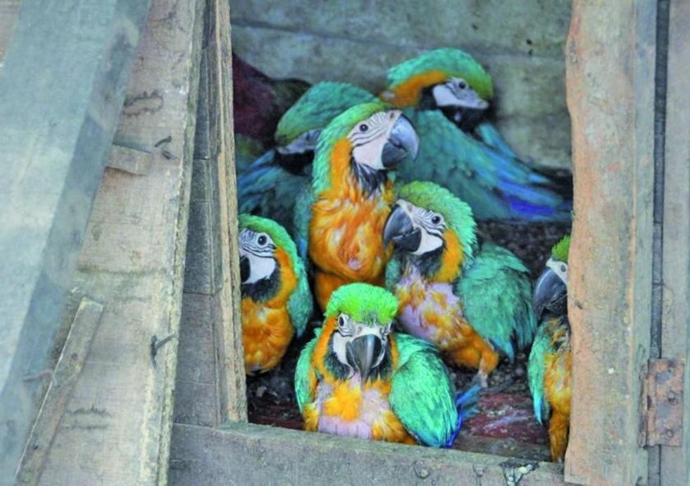 Rescatan aves silvestres que iban a ser traficadas