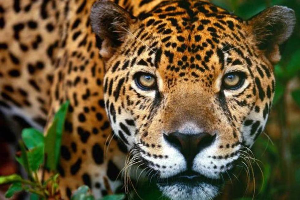 En el día de la Vida Silvestre llaman a prevenir el tráfico