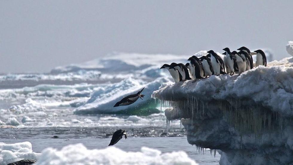 Descubren gigante colonia de pingüinos