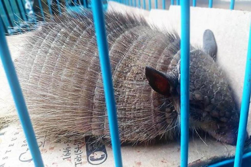 Más de 120 animales silvestres fueron decomisados en La Paz en 2017