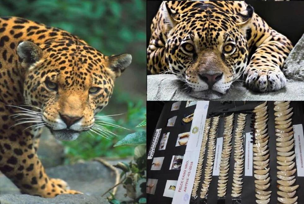 Develan que venta de colmillos de jaguar forja millonarias ganancias 