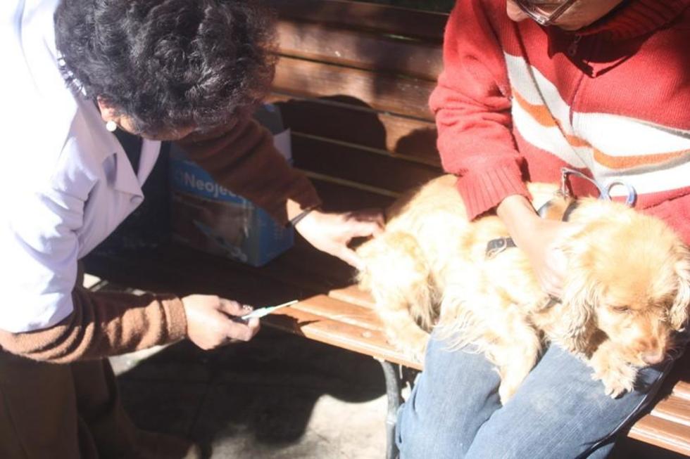 Planifican la campaña de vacunación antirrábica canina para  mayo