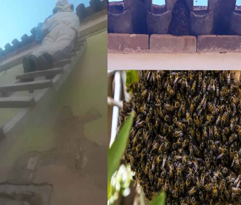 Enjambres de abejas migran hacia Potosí