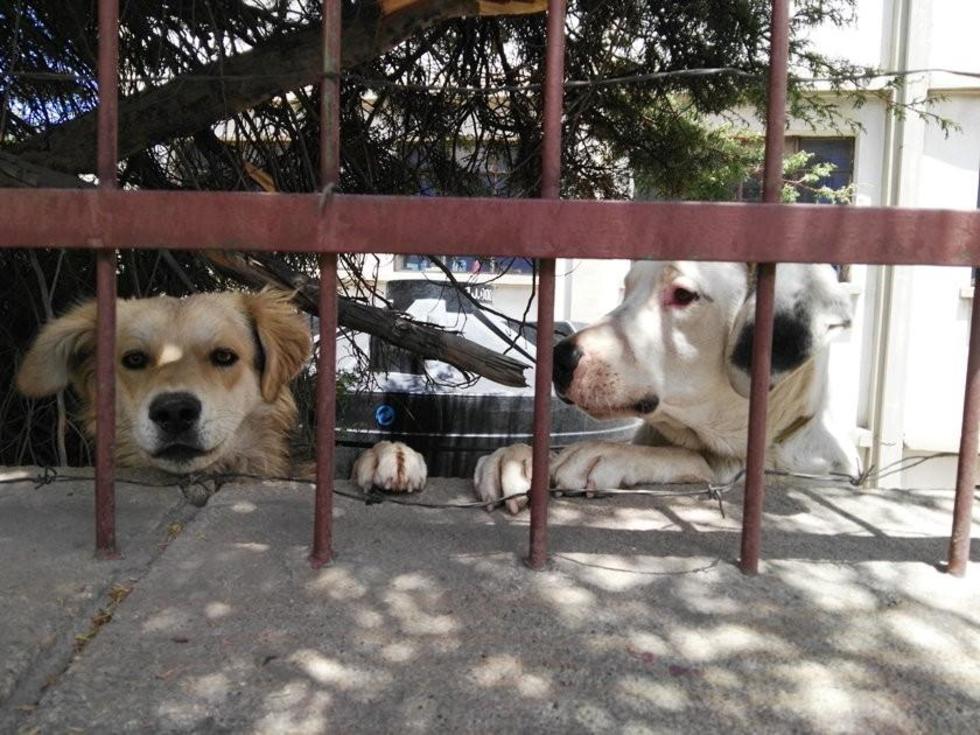 Planifican la campaña de vacunación canina en junio 